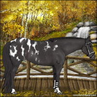 Horse Color:Platinum Smoky Black Appaloosa 