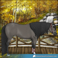 Horse Color:Platinum Grullo 