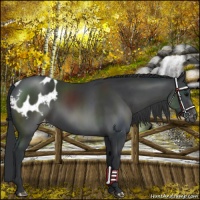 Horse Color:Platinum Black Appaloosa
