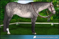 Horse Color:Platinum Buckskin 