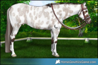 Horse Color:Liver Red Dun Roan Near Leopard 