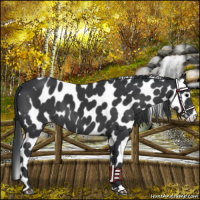 Horse Color:Black Appaloosa