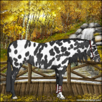 Horse Color:Black Near Leopard 