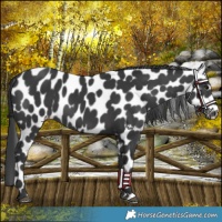 Horse Color:Black Appaloosa 