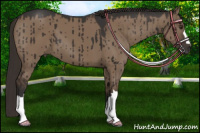 Horse Color:Liver Red Dun Brindle 