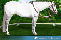 Horse Color:Platinum Bay Dun Snowcap 