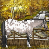 Horse Color:Platinum White Spotted Brown Dun Appaloosa 