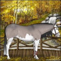 Horse Color:Platinum Bay Dun Splash 