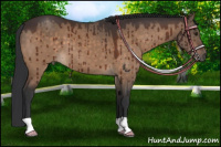 Horse Color:Brown Dun Brindle 