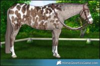 Horse Color:Liver Red Dun Appaloosa Brindle 
