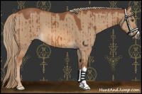 Horse Color:Red Dun Brindle 