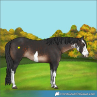 Horse Color:White Spotted Brown 
