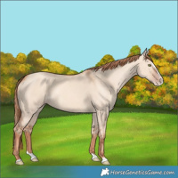 Horse Color:Gold Champagne Dun Splash 
