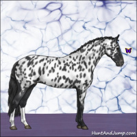 Horse Color:Blue Roan Near Leopard 