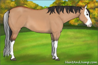 Horse Color:Bay Dun Splash 