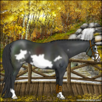 Horse Color:Black Frame 