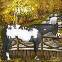 Horse Color:Black Frame Appaloosa