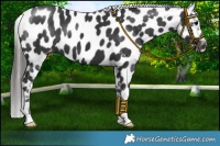 Horse Color:Black Near Leopard 