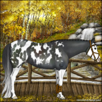 Horse Color:Black Splash Appaloosa 