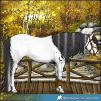 Horse Color:Black Fewspot 