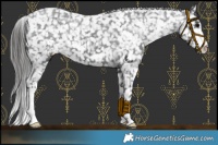 Horse Color:Black Appaloosa