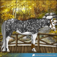 Horse Color:Black Splash Snowflake Varnish 