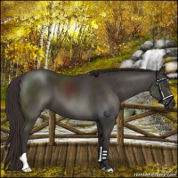 Horse Color:Smoky Black