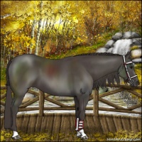 Horse Color:Smoky Black