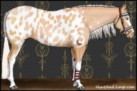 Horse Color:White Spotted Chocolate Silver Bay Pearl Near Leopard 