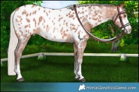 Horse Color:Chocolate Silver Bay Sabino Appaloosa 