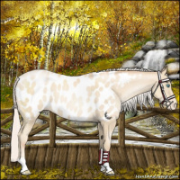 Horse Color:Silver Classic Cream Champagne Pearl Appaloosa