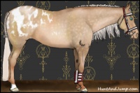 Horse Color:Chocolate Silver Buckskin Pearl Varnish 