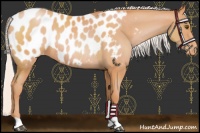 Horse Color:Chocolate Silver Brown Pearl Blanket Rabicano 