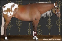 Horse Color:Silver Bay Appaloosa 