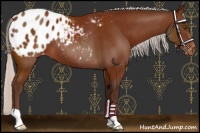 Horse Color:Silver Bay Appaloosa