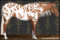 Horse Color:Chocolate Silver Bay Appaloosa