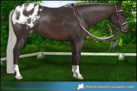 Horse Color:Silver Brown Appaloosa 