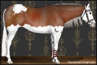 Horse Color:Silver Bay Splash Appaloosa