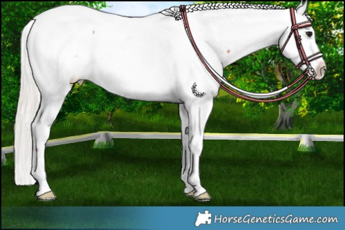 Horse Color:Chocolate Silver Bay Appaloosa