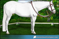 Horse Color:Chocolate Silver Bay Appaloosa