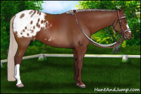 Horse Color:Chocolate Silver Bay Appaloosa 