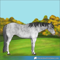Horse Color:White Spotted Blue Roan Rabicano  and White Spotted Blue Roan Rabicano 