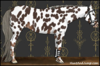 Horse Color:Liver Chestnut Leopard 