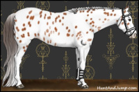 Horse Color:Buckskin Sabino Appaloosa 