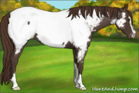 Horse Color:Liver Red Roan Sabino Near Fewspot 