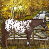 Horse Color:Liver Chestnut Appaloosa 