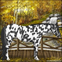 Horse Color:Black Appaloosa