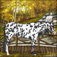 Horse Color:Black Appaloosa 