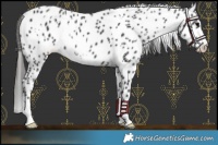 Horse Color:White Spotted Black Leopard 