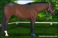 Horse Color:Brown Roan 